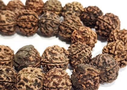 Do Rudraksh Beads Really Help in Astrology